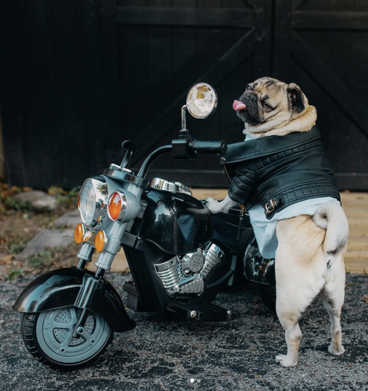 Going Deeper: with Doug the Pug